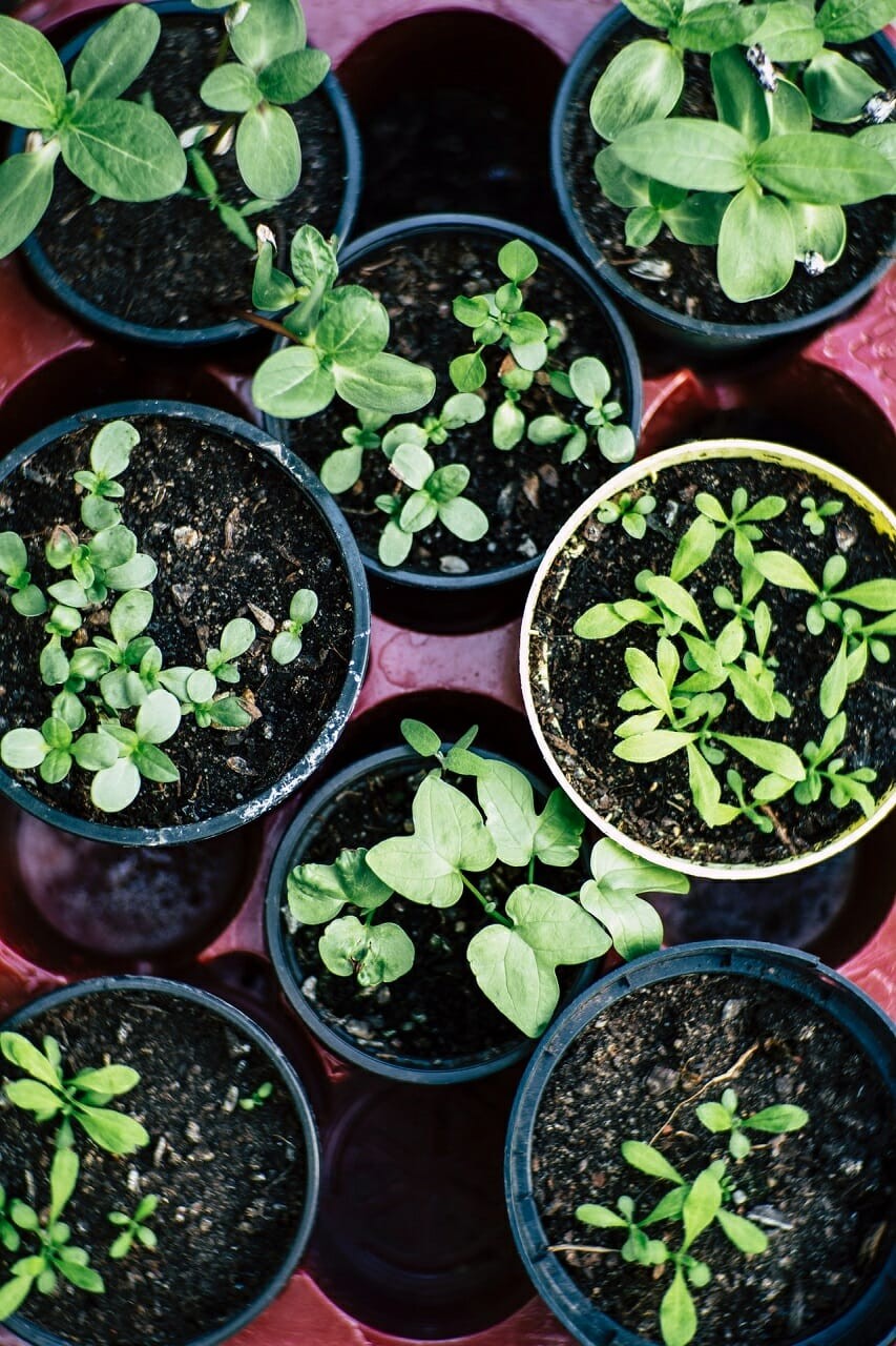 close up of plants pots