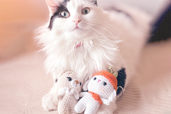 amigurumies and a cat