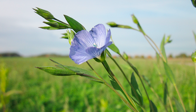 Linum usitatissimum