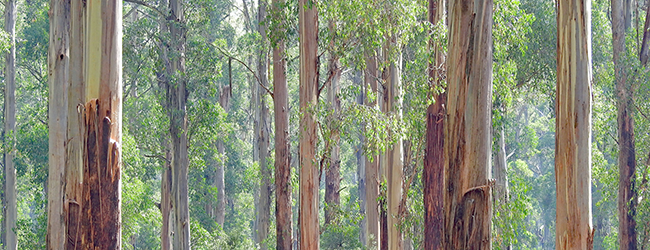 eucalyptus trees