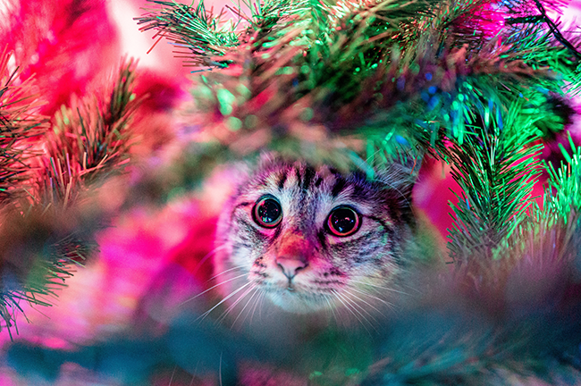 cat and christmas tree